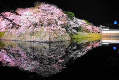 彦根城桜まつり2022 ライトアップの期間は？見ごろはいつ？